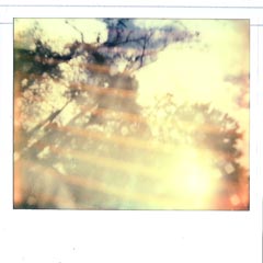 Polaroîd light
